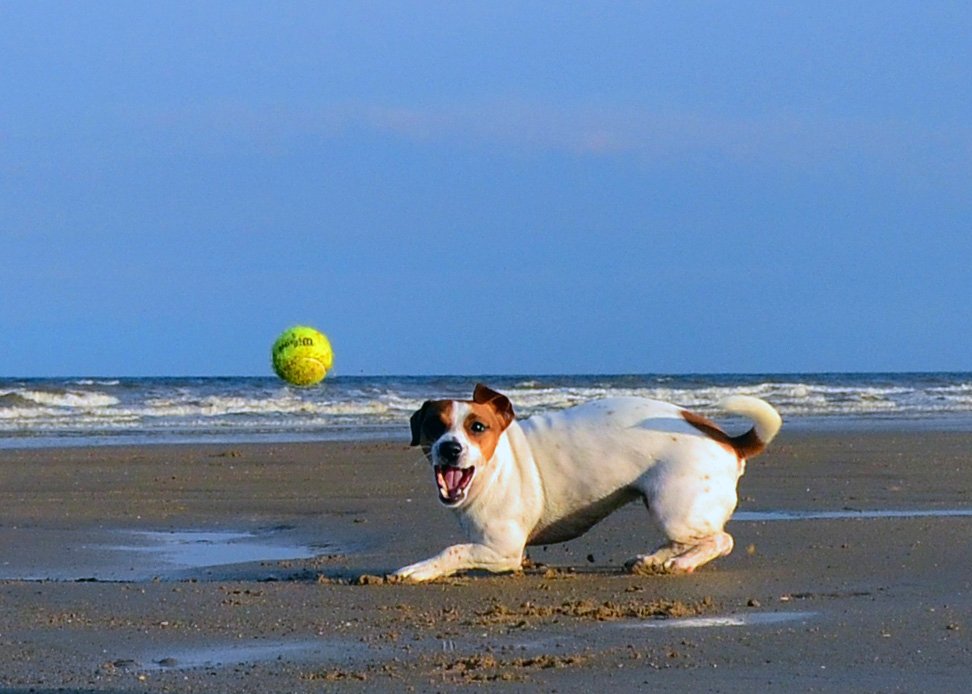 Jack Russell Terrier: The Lively Dynamo (image credits: wikimedia)