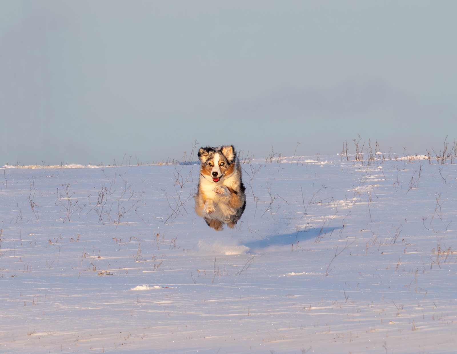 Australian Shepherd: The Smart, Spirited Herding Dog (image credits: wikimedia)