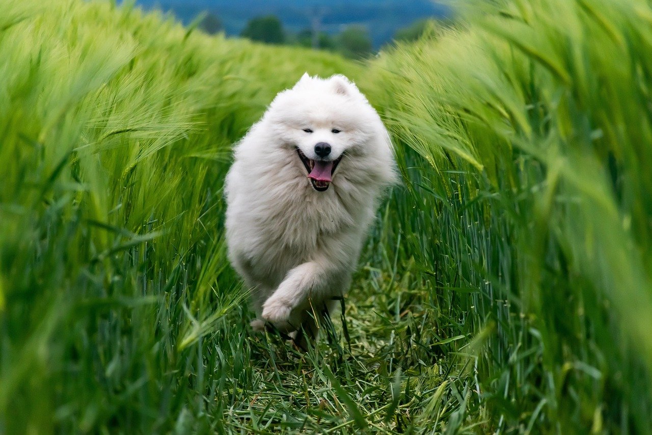 Siberian Samoyed: The Playful Snow Dog (image credits: pixabay)