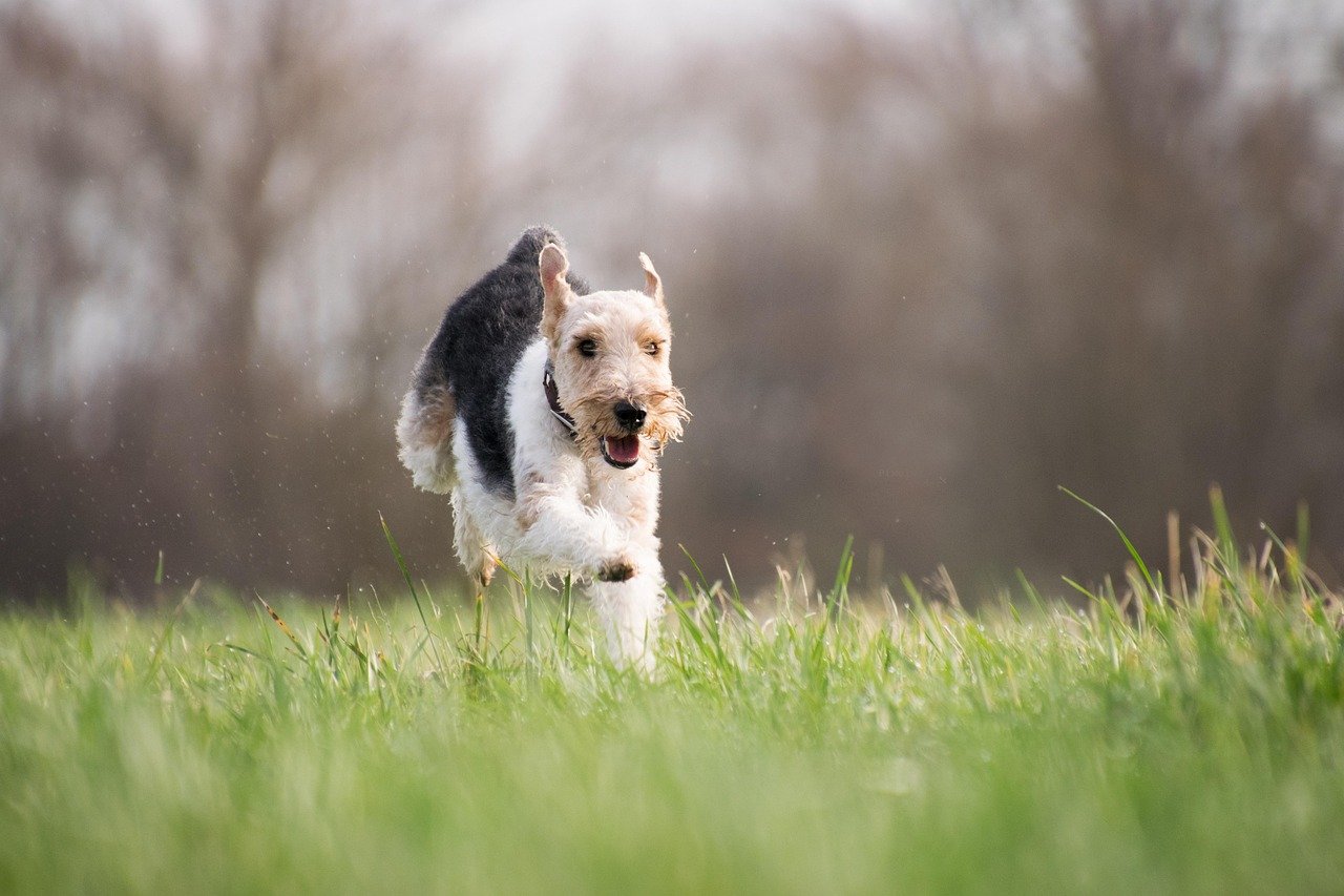 Fox Terrier: The Perpetual Motion Machine (image credits: pixabay)