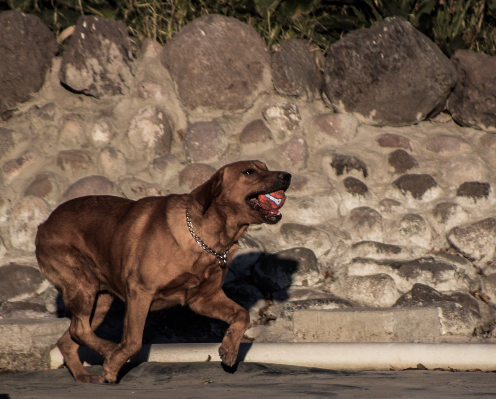 Golden Retriever: The Happy-Go-Lucky Athlete (image credits: wikimedia)