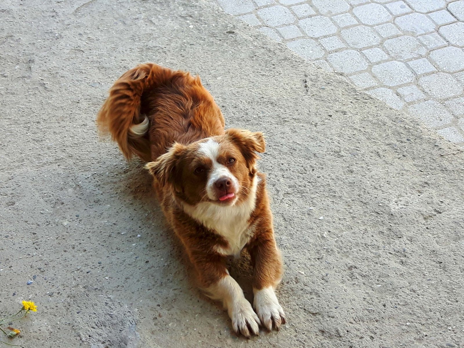 Australian Shepherd: The Active Mimic (image credits: wikimedia)