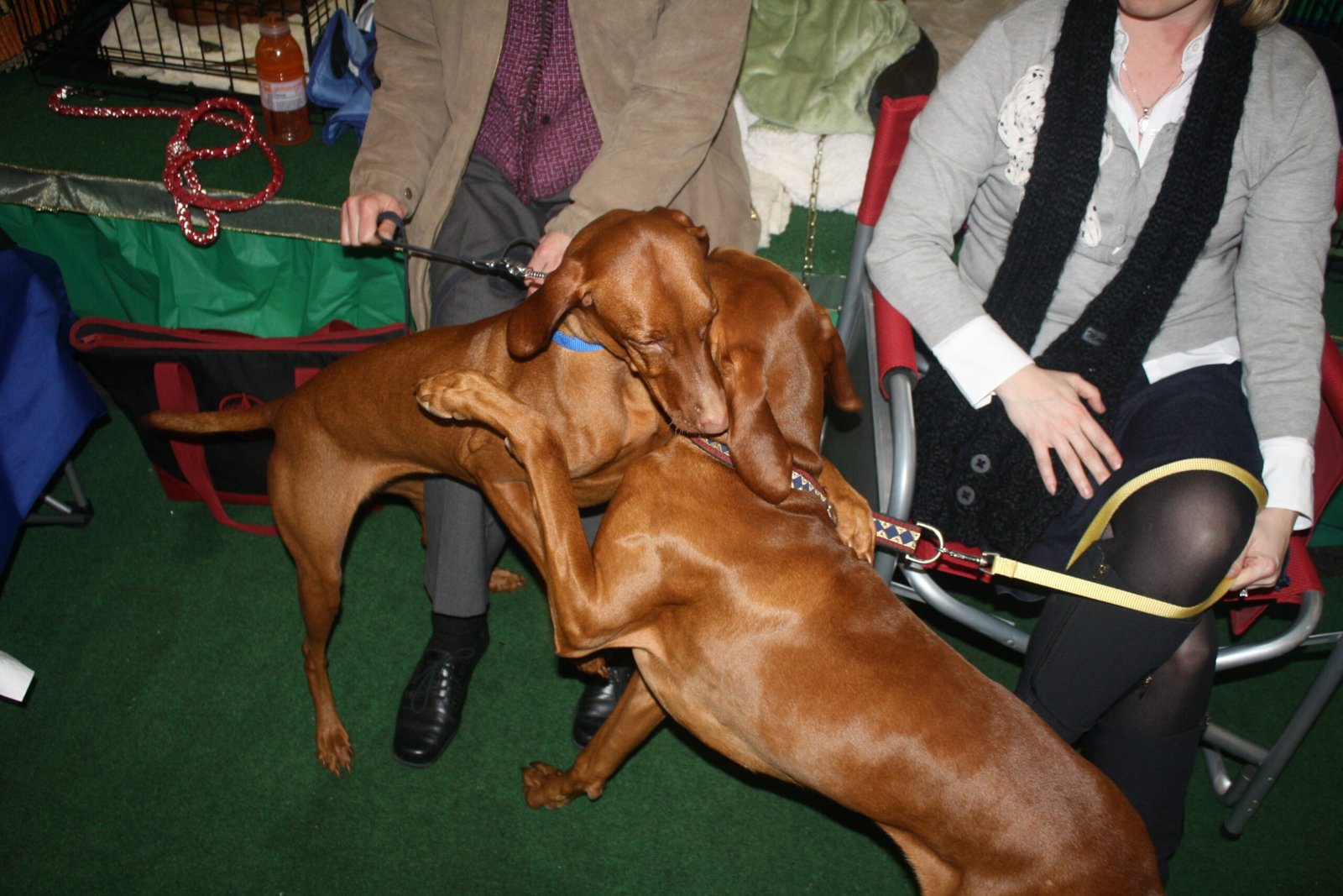 Vizsla: The Ultimate Shadow (image credits: wikimedia)