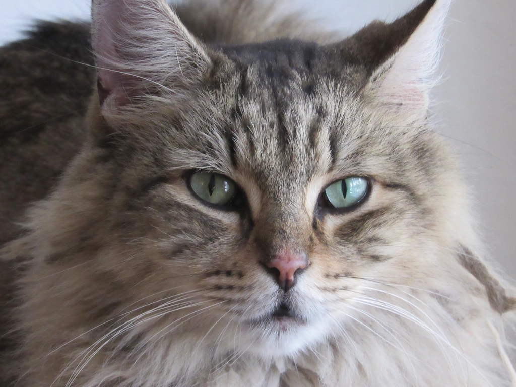 The Judgmental Stare (image credits: rawpixel)