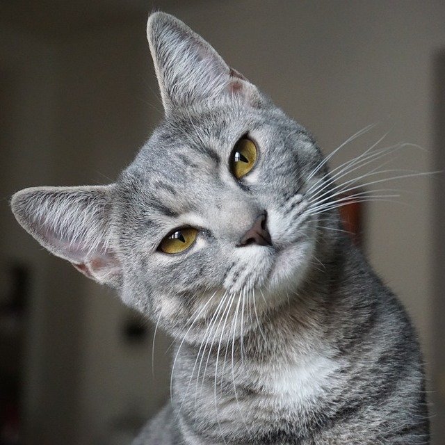 The Sassy Head Tilt (image credits: wikimedia)