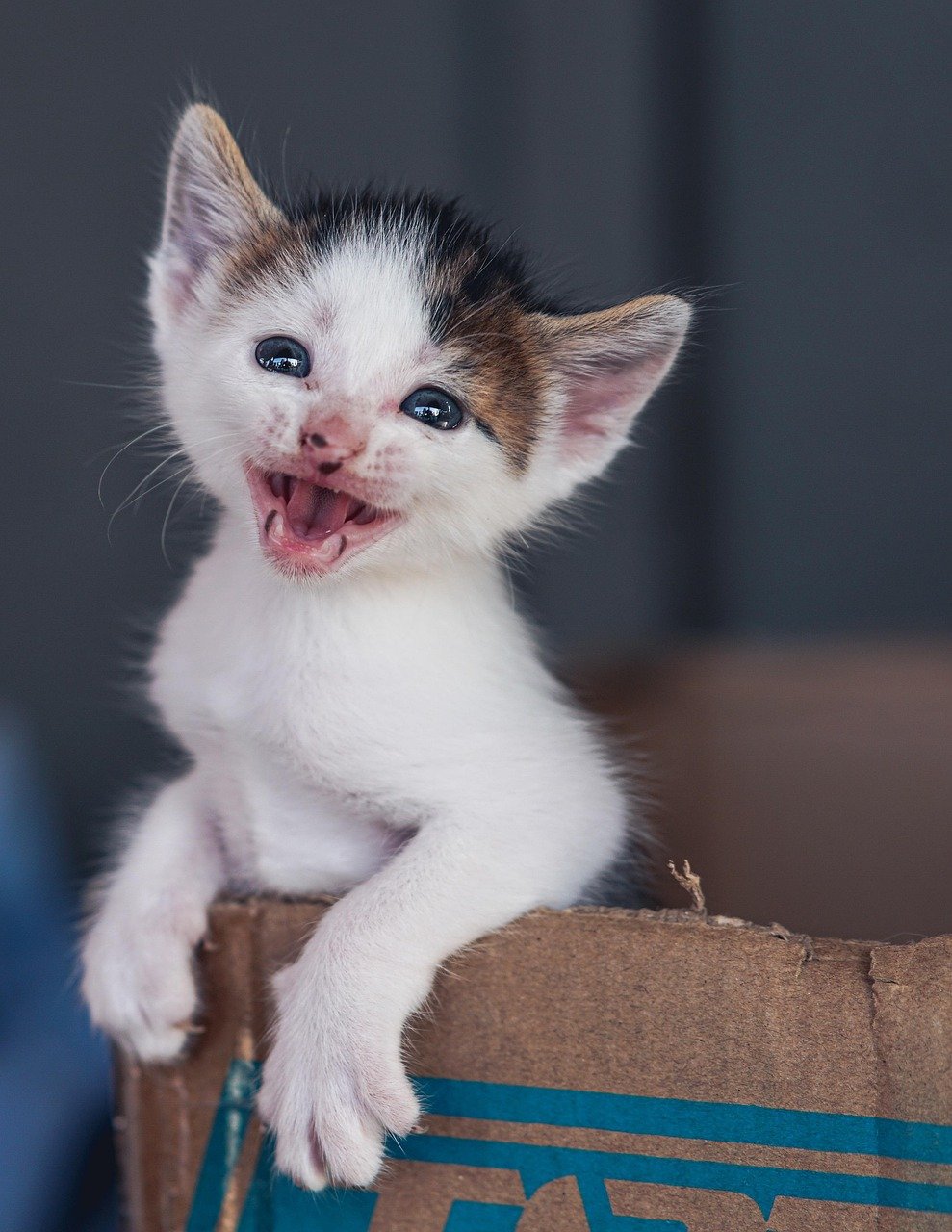 Judgy Meows and Chatter (image credits: pixabay)