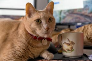 15 Signs Your Cat Judges Your Choices