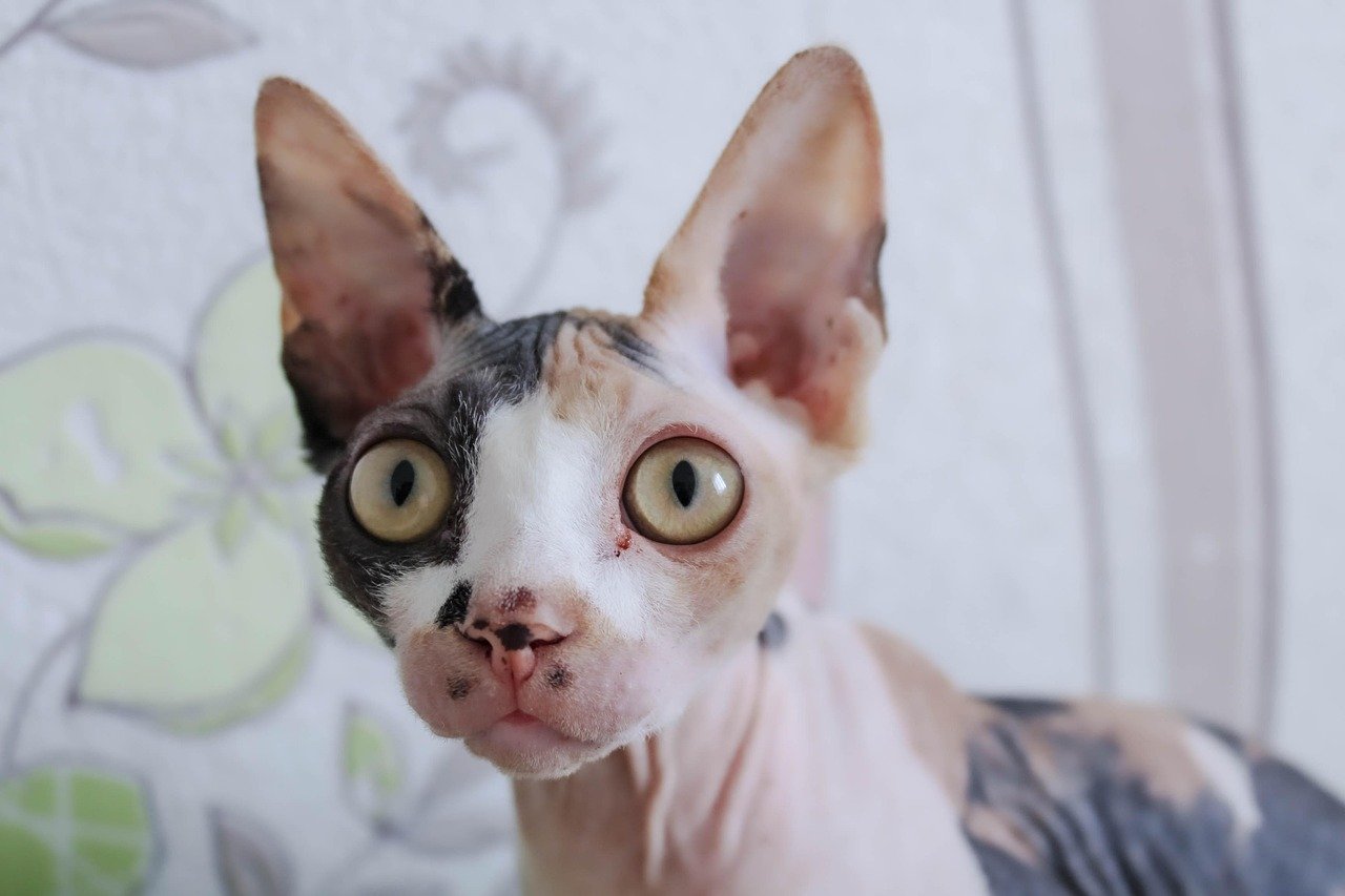 Sphynx: The Bare-Skinned Buddy That Feels With You (image credits: pixabay)