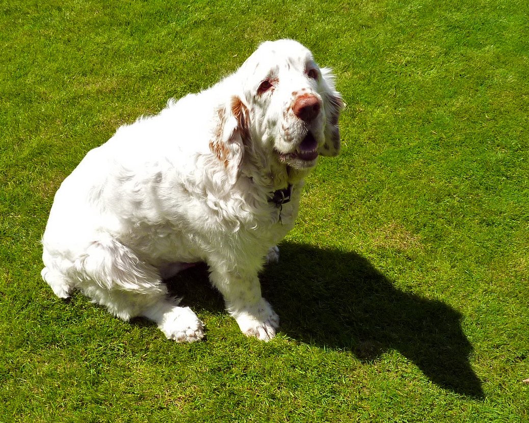 Clumber Spaniel: The Laid-Back Explorer (image credits: wikimedia)
