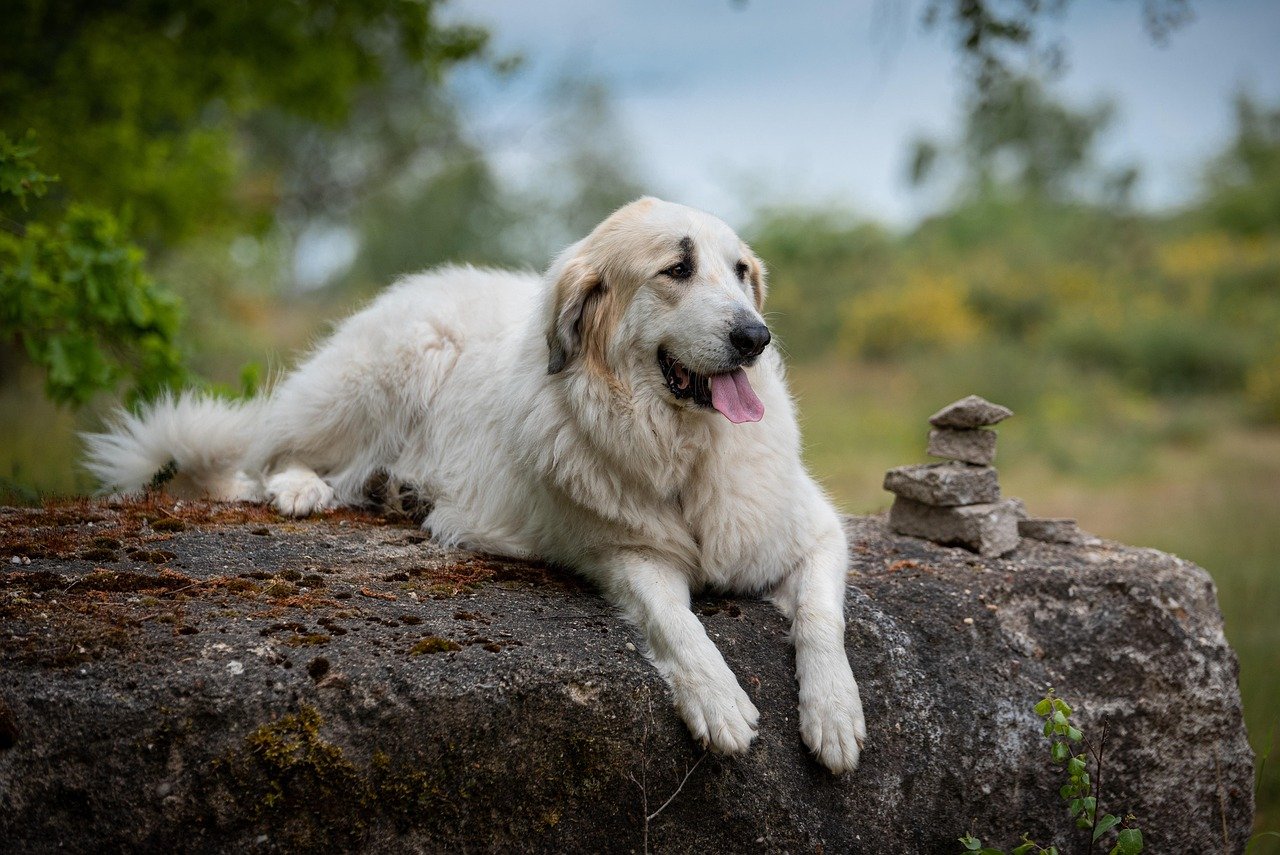 Low Barking Tendency (image credits: pixabay)