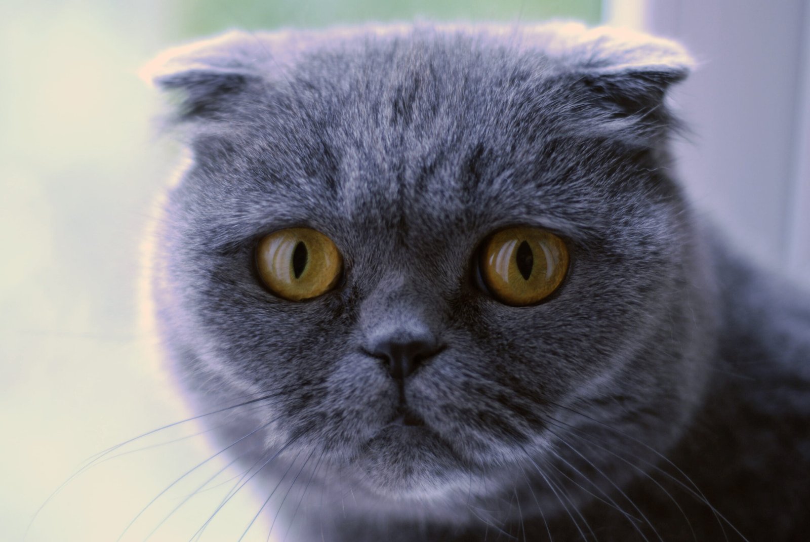 Scottish Fold: The Soft-Spoken Charmer (image credits: wikimedia)