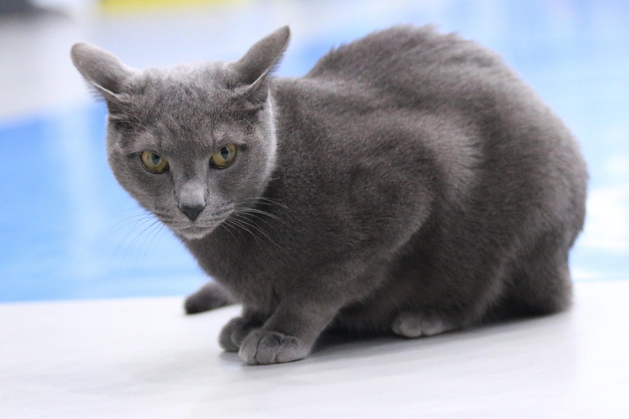 Russian Blue: The Subtle Storyteller (image credits: pixabay)