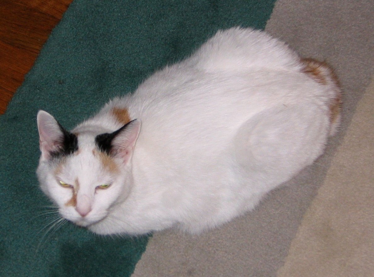 Japanese Bobtail: The Joyful Messenger (image credits: wikimedia)