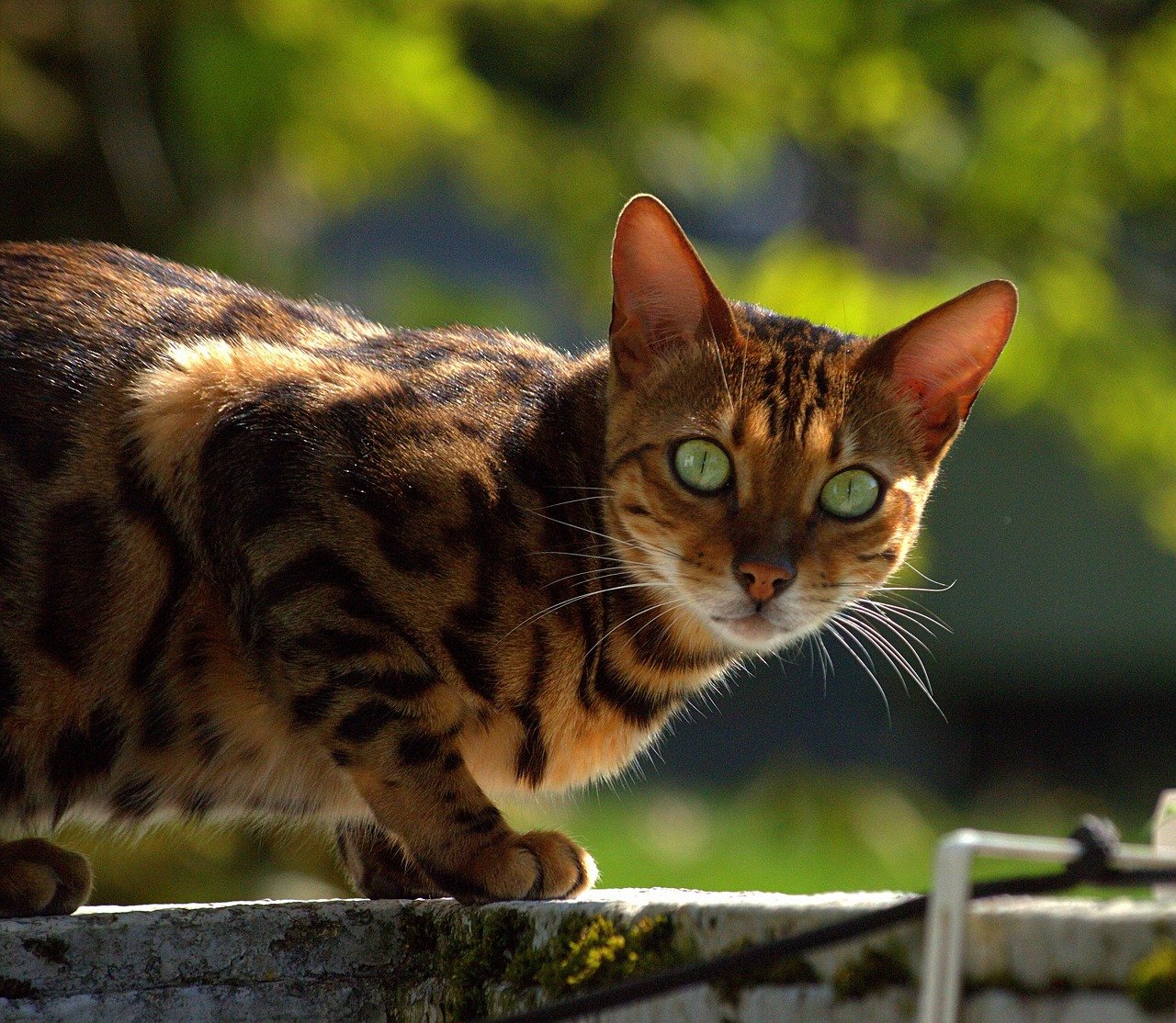 12 Cat Breeds That Communicate Clearly (If You Pay Attention)