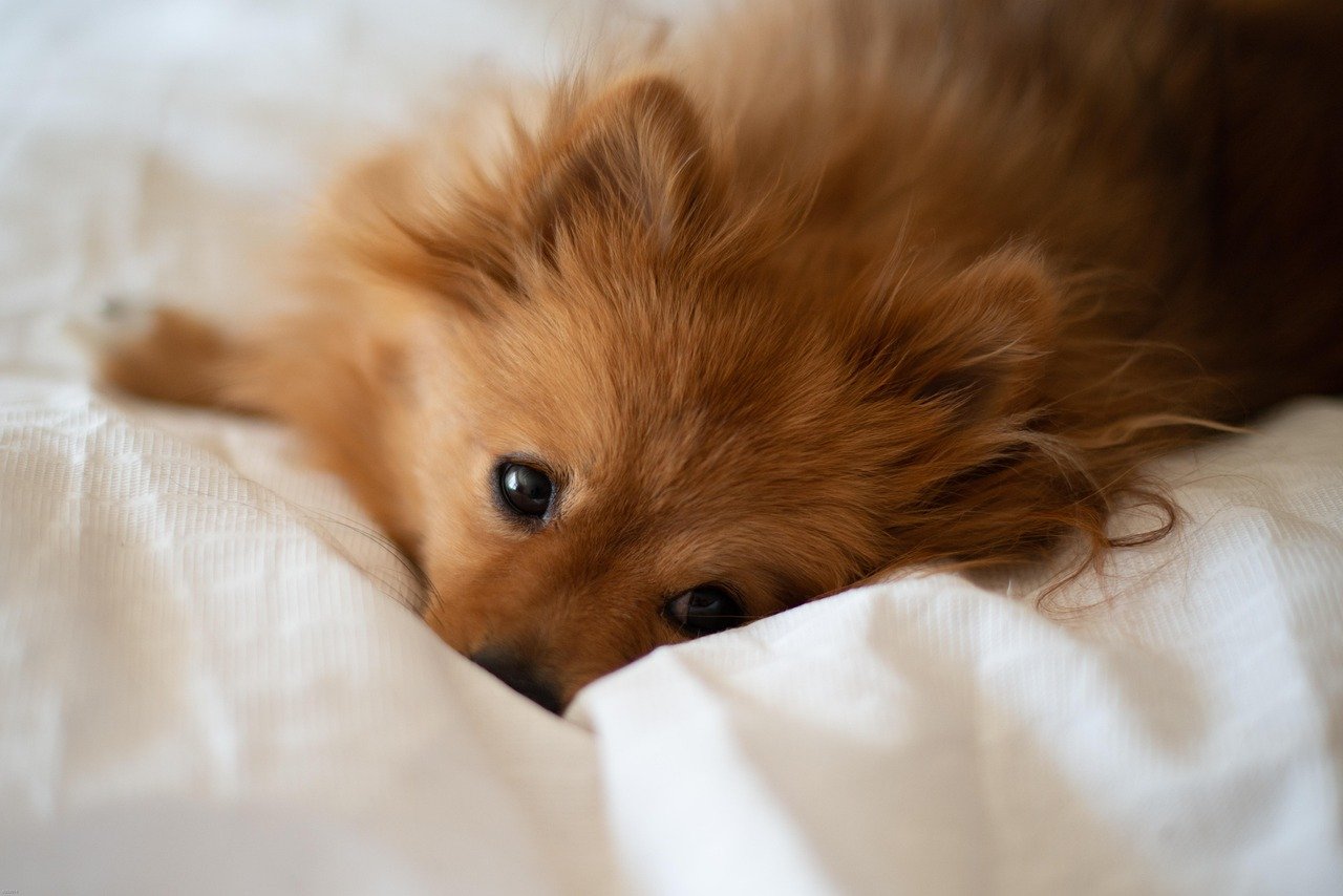 They Wake You Up If You’re Having a Nightmare (image credits: pixabay)