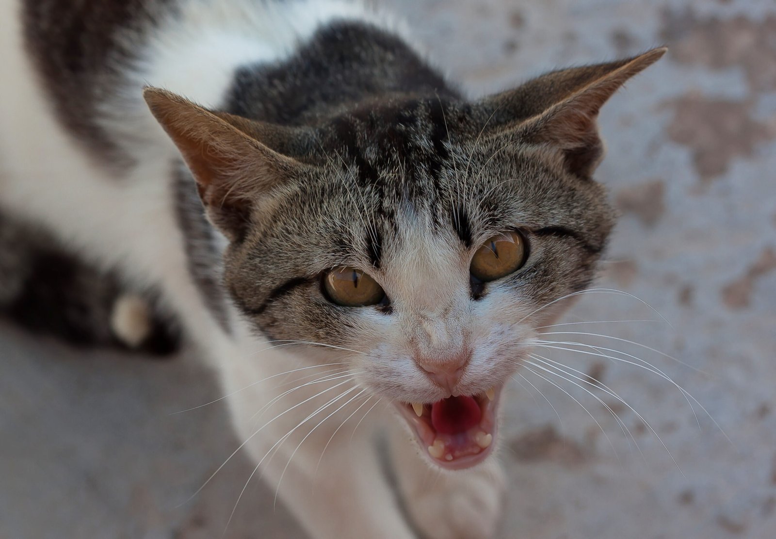 Other Cats Yowling (image credits: wikimedia)