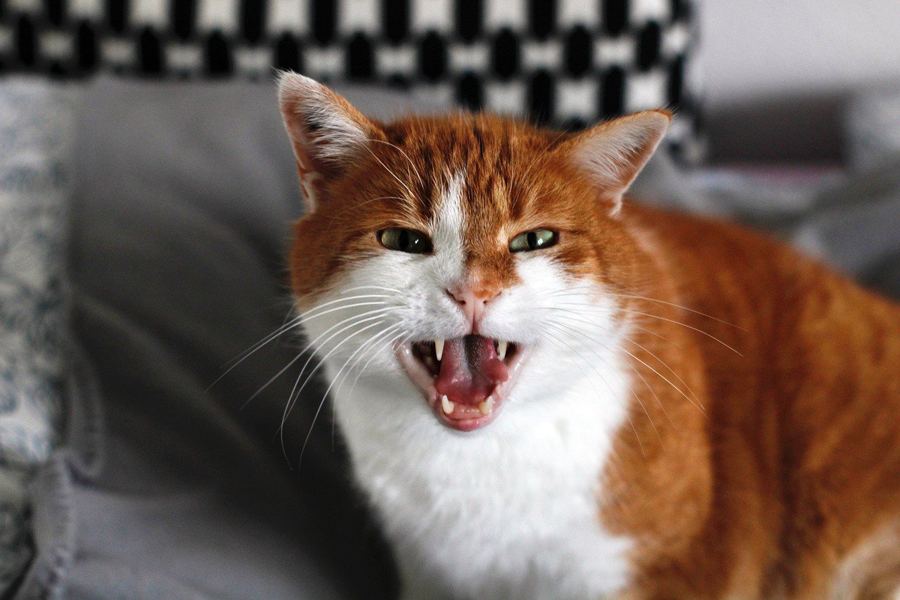 15 Sounds That Might Trigger Aggression in Cats