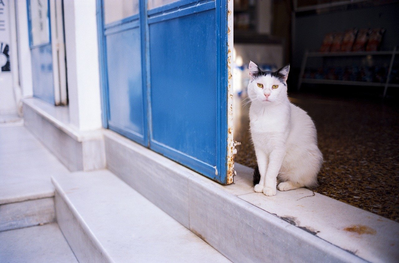 Intense Door Guarding (image credits: pixabay)
