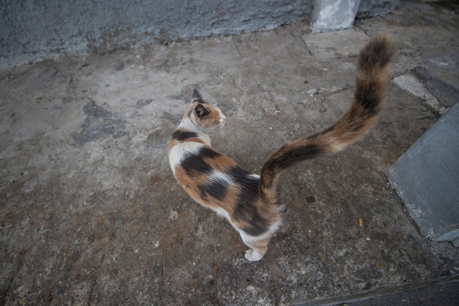 Over-the-Top Scent Marking (image credits: wikimedia)