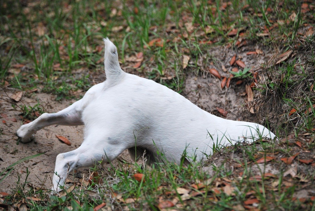 9. Acting Out With Mischief (image credits: pixabay)