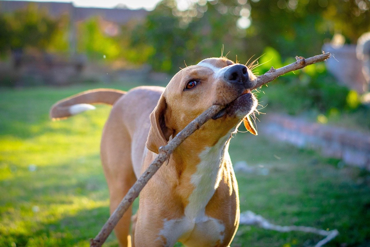12. Bringing You “Gifts” When You’re Distracted (image credits: pixabay)
