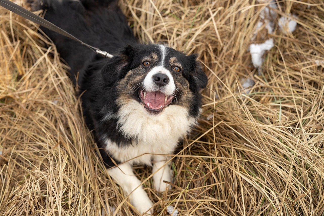 Finding Joy in Second Chances (image credits: pixabay)