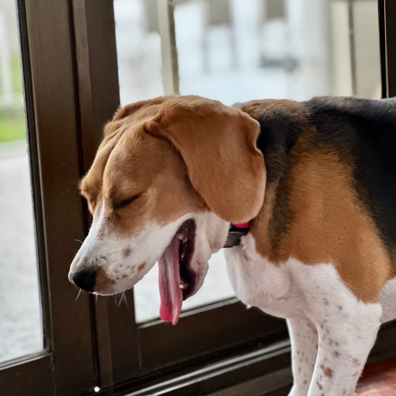 Yawning and Stretching: Are They Really Just Tired? (image credits: wikimedia)