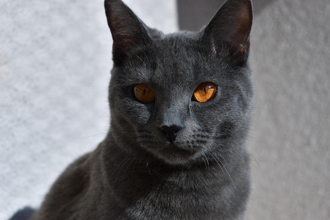 Chartreux: The Quiet, Independent Thinker (image credits: pixabay)