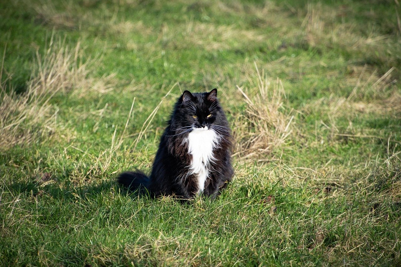 Norwegian Forest Cat: The Gentle Explorer (image credits: pixabay)