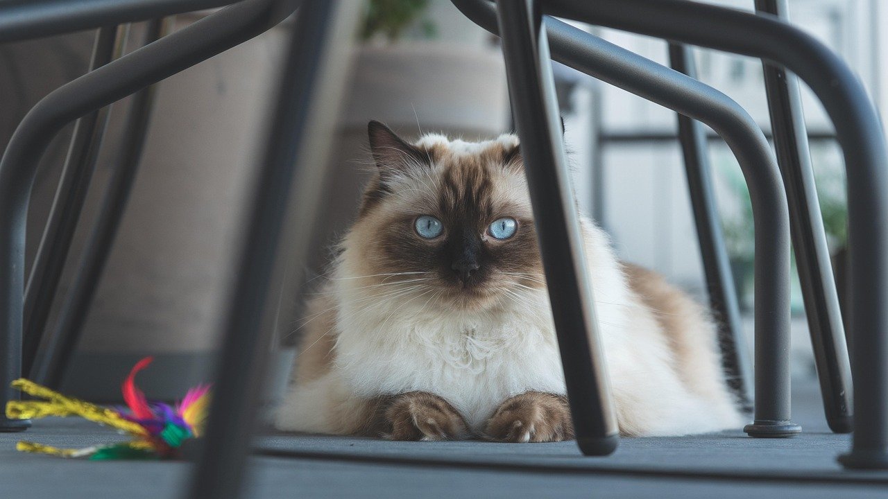 12 Cat Breeds Ideal for People Who Travel Frequently