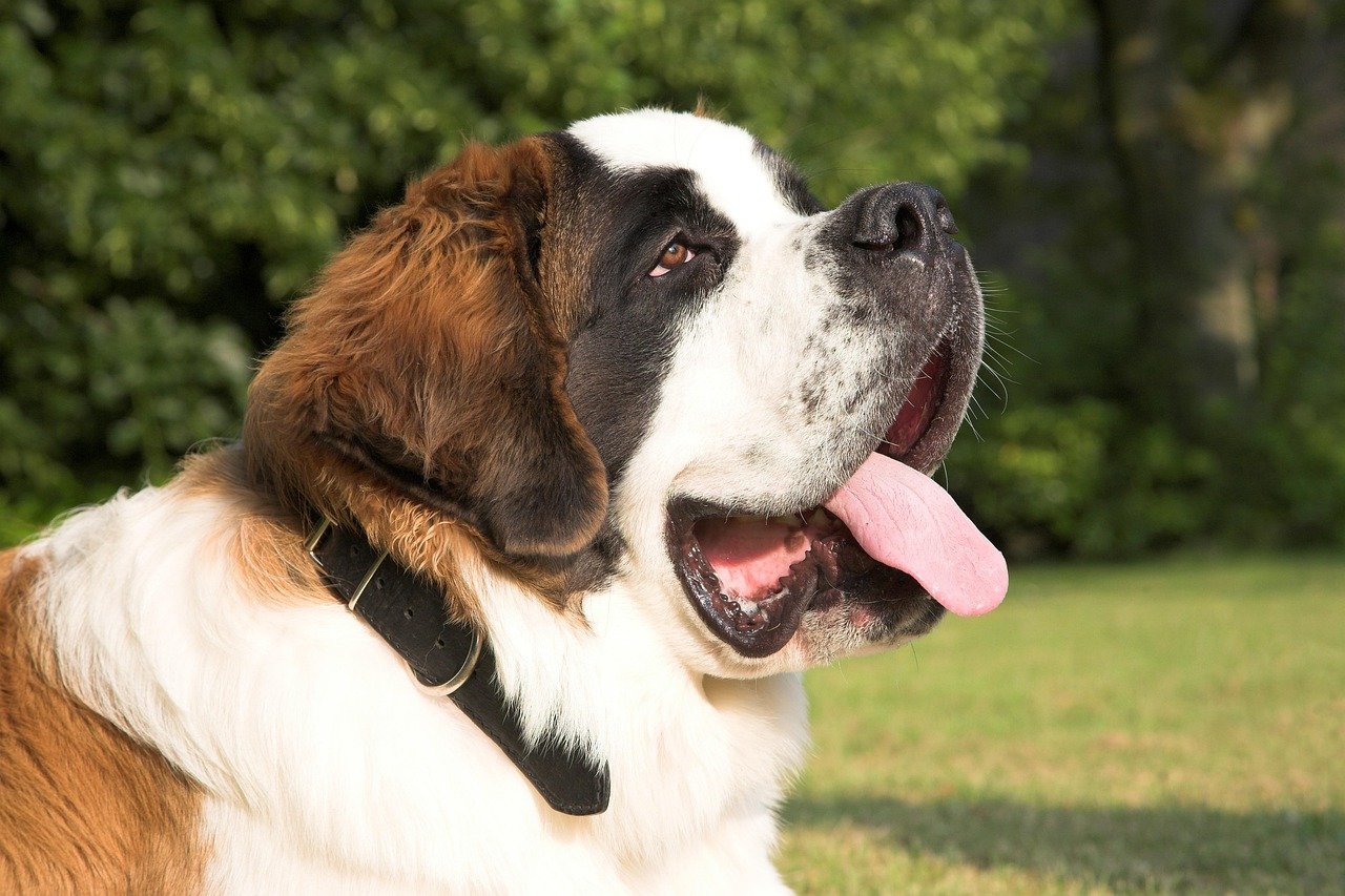 Saint Bernard (image credits: pixabay)