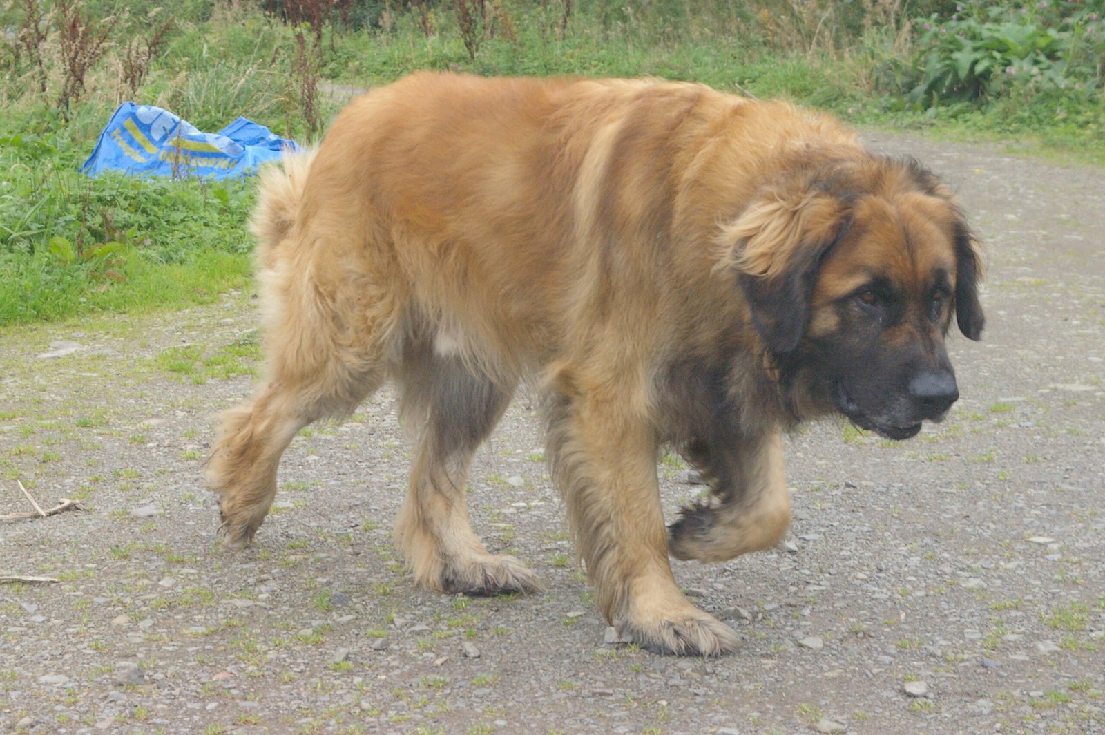 Leonberger (image credits: wikimedia)