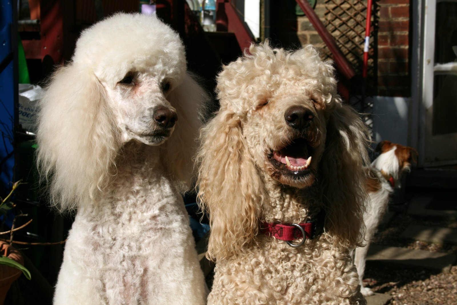 Standard Poodle (image credits: wikimedia)