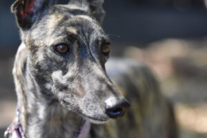 20 Dog Breeds That Stay Calm in Chaos
