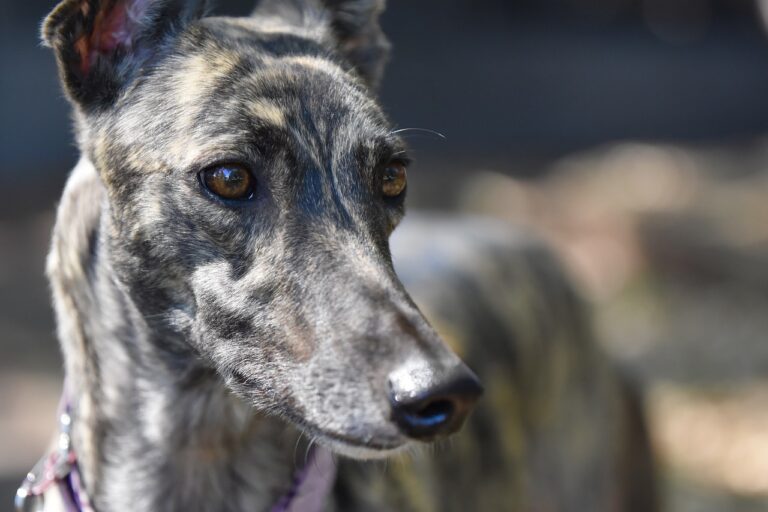 20 Dog Breeds That Stay Calm in Chaos