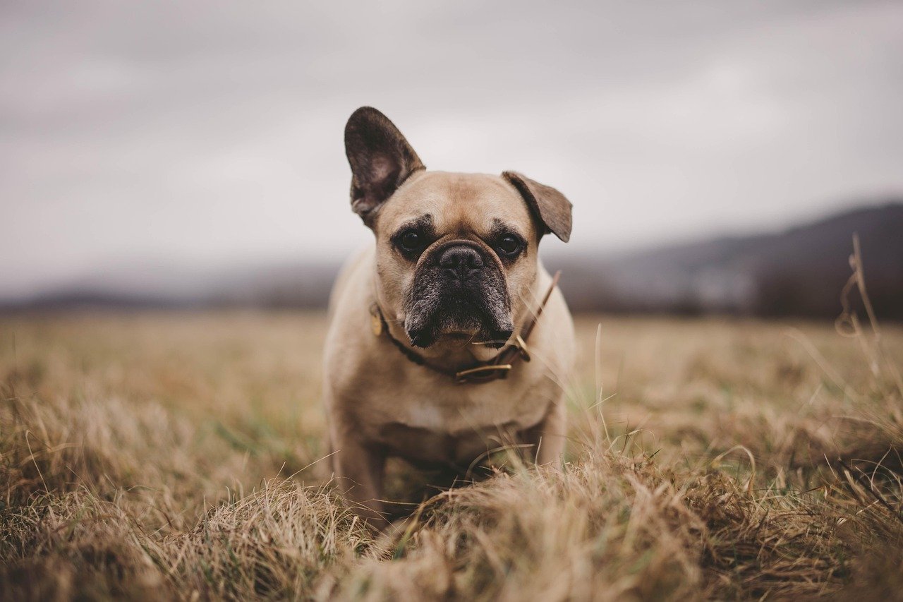 French Bulldog: The Comedic Complainer (image credits: pixabay)