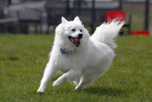 The Drama Queen Breeds: 15 Dogs Who Overreact To Literally Everything