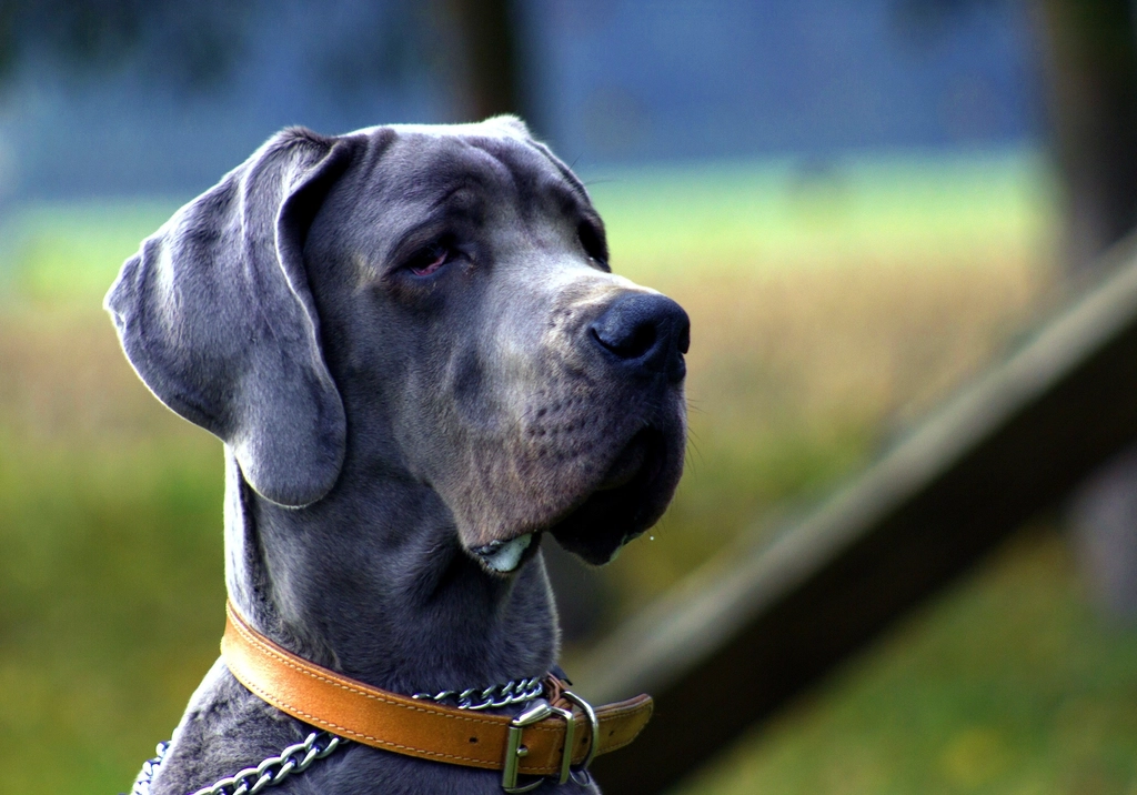 Great Dane (image credits: rawpixel)