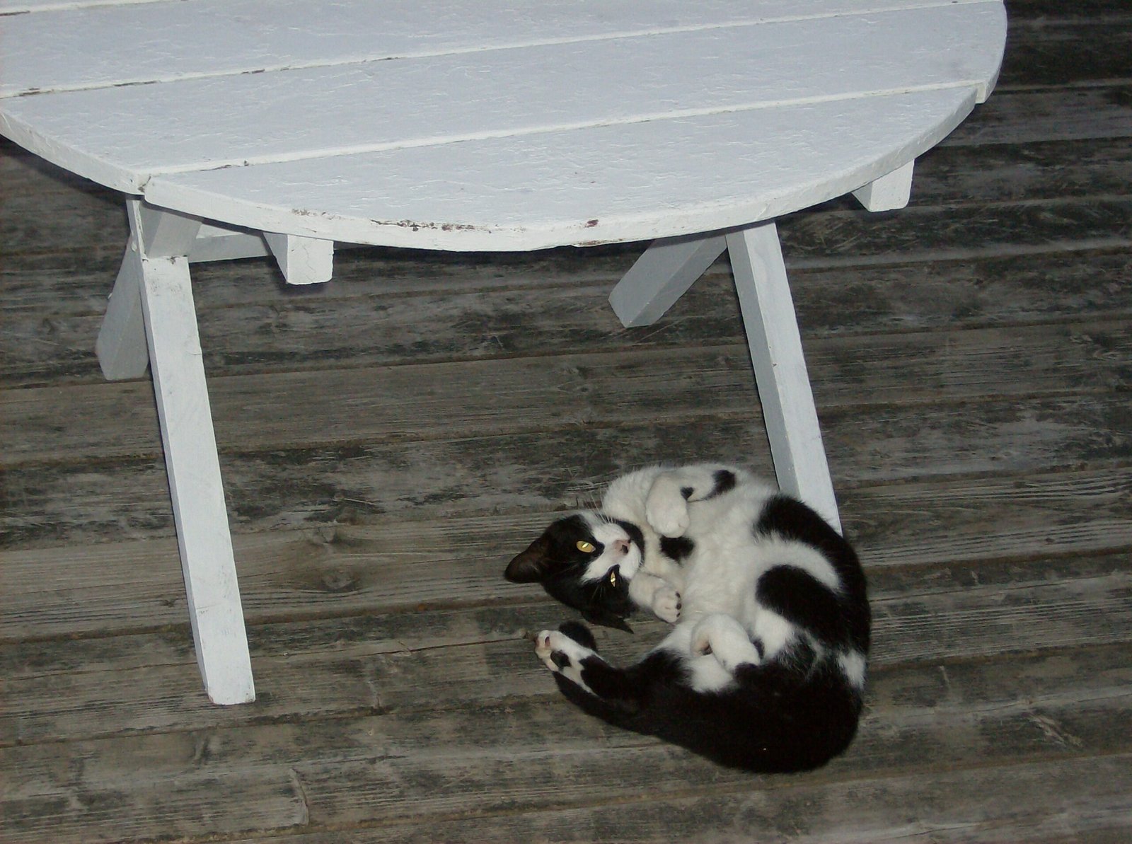 14. Loud Purring and Rolling Over (image credits: wikimedia)