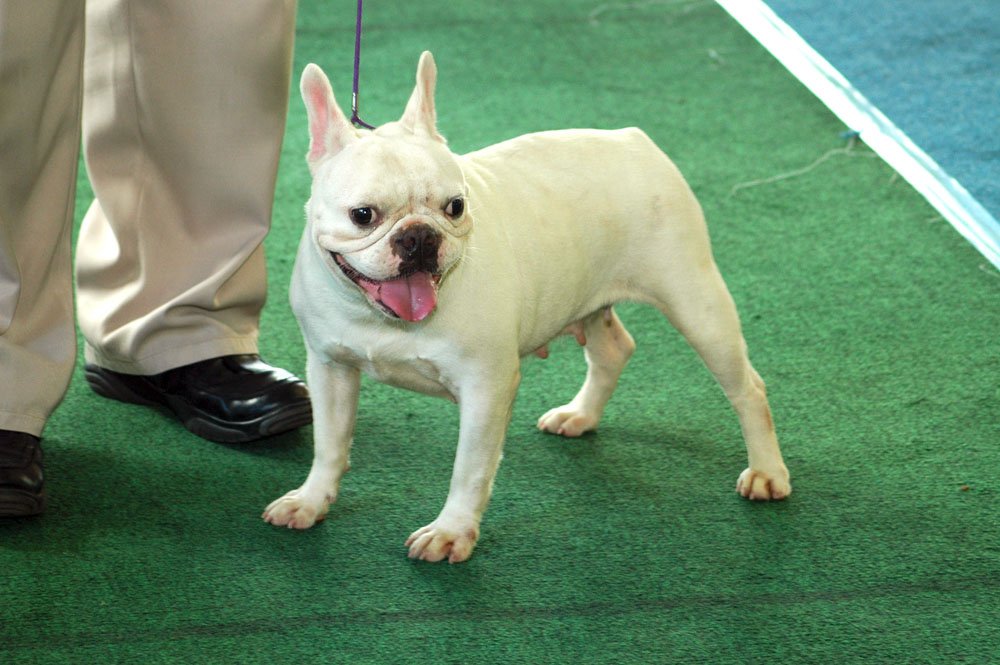 Chloe (image credits: wikimedia)