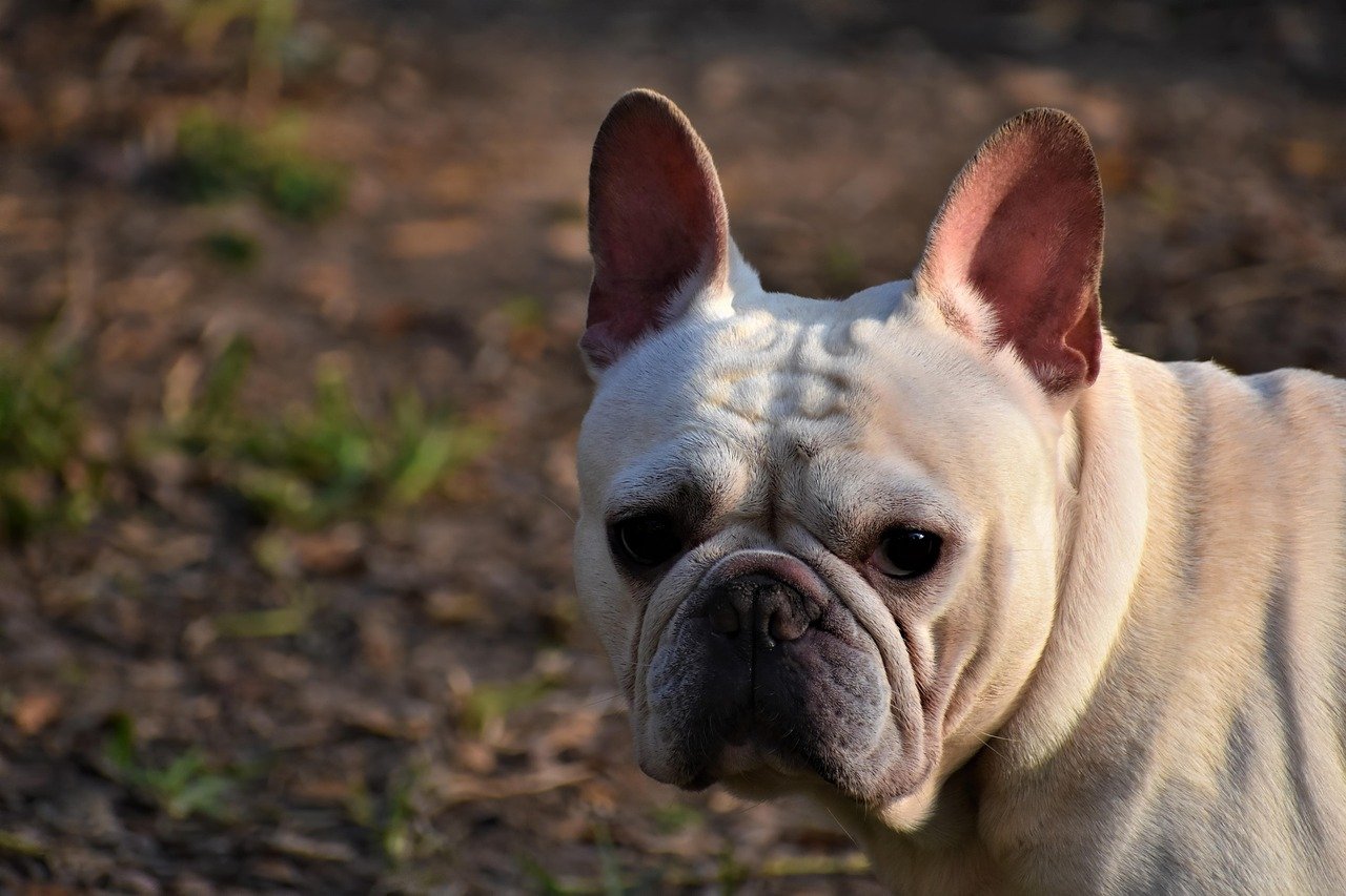 Fifi (image credits: pixabay)