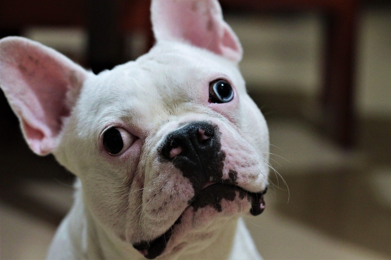 Belle (image credits: pixabay)