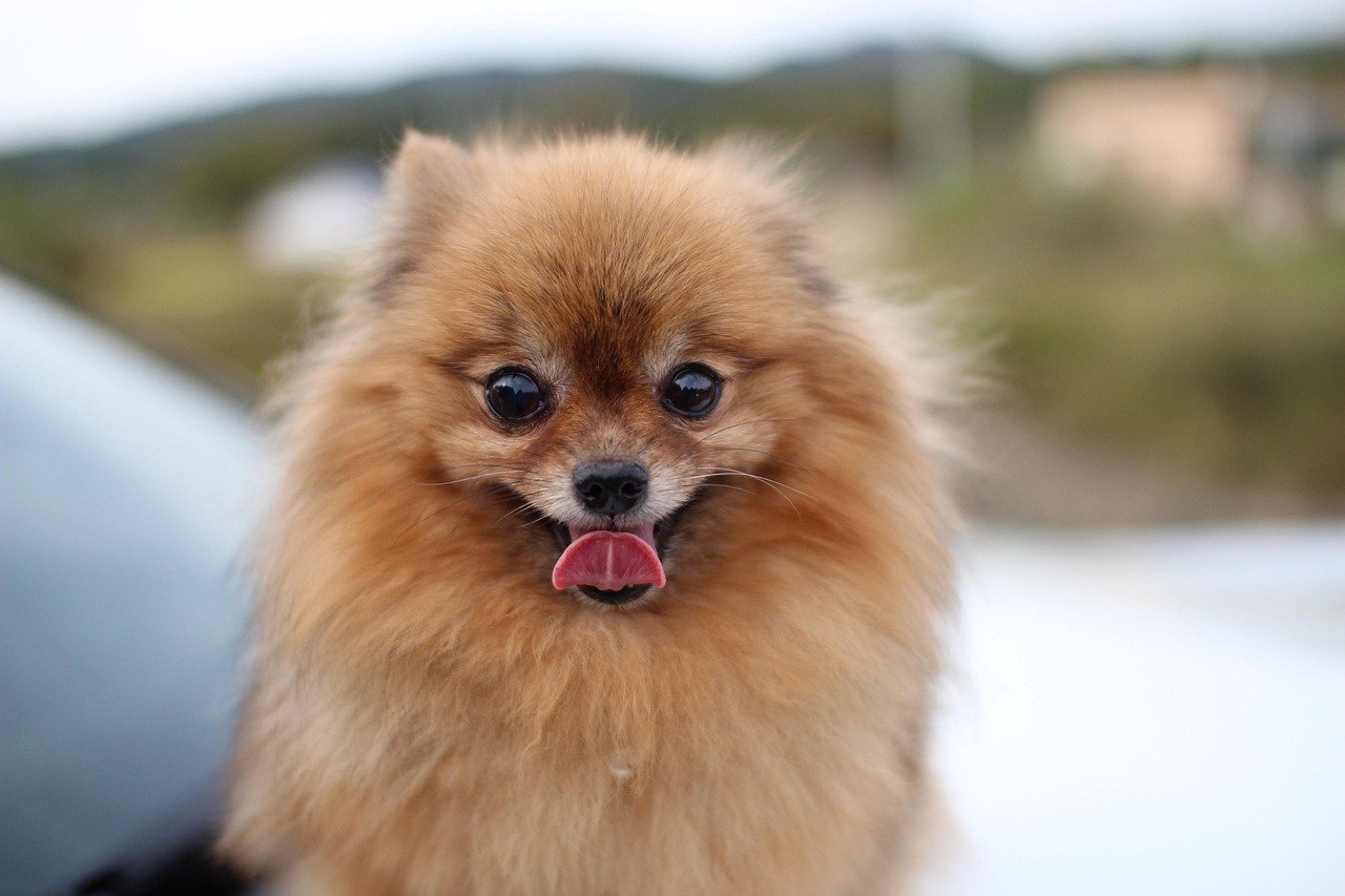 Understanding Why Pomeranians Bark So Much (image credits: pixabay)