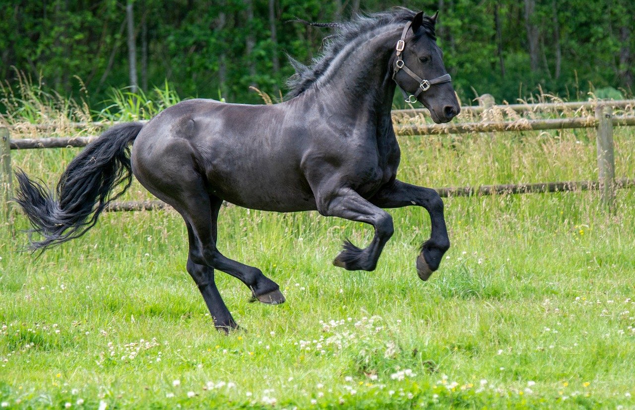 Friesian: Beauty With A Bold Streak (image credits: pixabay)