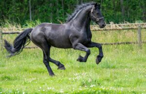 7 Horse Breeds To Be Careful Of (And 6 That Are Calm And Reliable)