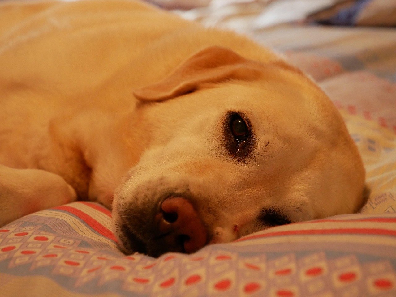 They Love Sleeping Next to You (image credits: pixabay)