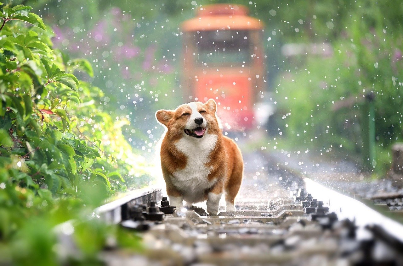 3. The Happy Wiggle (image credits: pixabay)