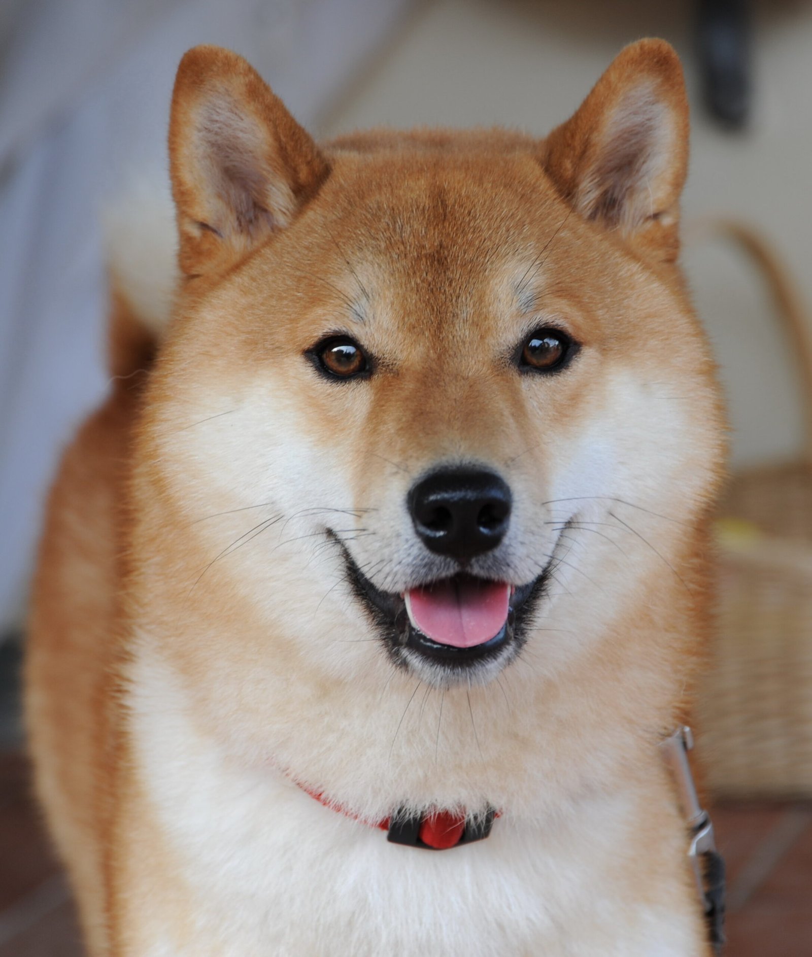 Shiba Inu: The Confident Individualist (image credits: wikimedia)