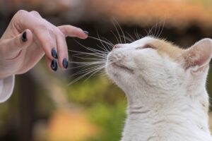 10 Ways Cats Are Emotionally Stronger than Dogs
