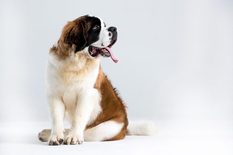 How Much Exercise Does a Saint Bernard Really Need?